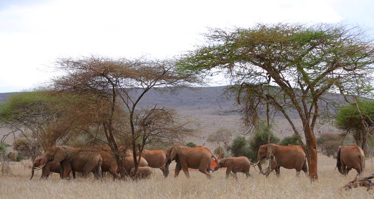 Taita Hills - 3 jours - Samson's Safaris 7