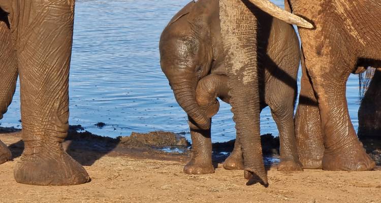 3 Day Tsavo East Safari From Mombasa - Samson's Safaris 6