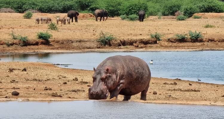3 Day Tsavo East Safari From Mombasa - Samson's Safaris 4