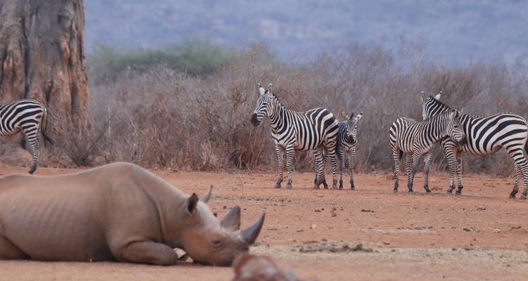 Safari de 3 días por el Tsavo occidental desde Mombasa - Samson's Safaris 1