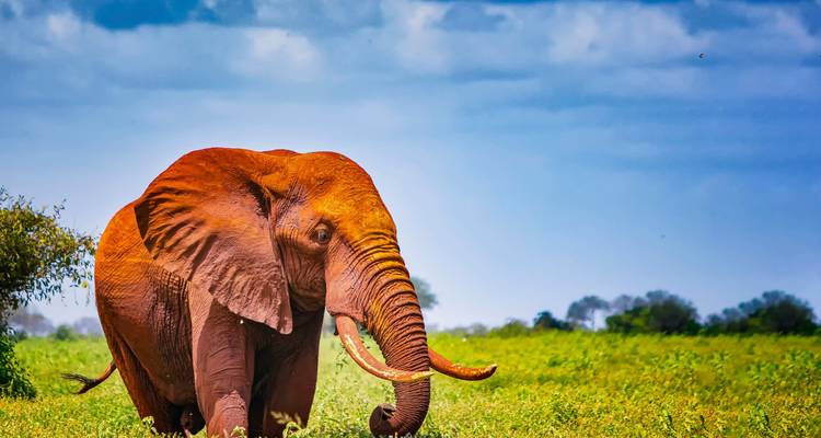 Magnificent red-coated African elephant walking through green grass under a vivid blue sky.