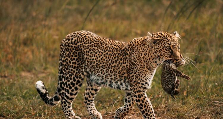 Leopard strolling through grass carrying recent prey in its jaws during safari.