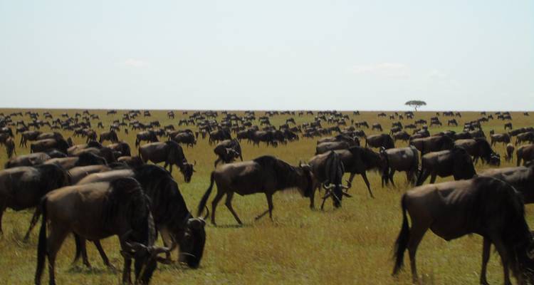 Safari en groupe - 6 jours - Samson's Safaris 4
