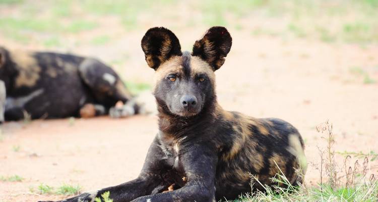 Safari en groupe - 6 jours - Samson's Safaris 7