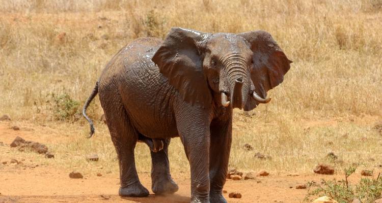 Kenya – 9 Days Discovery Safari Adventure - Bucket List Group Travel LLC 2