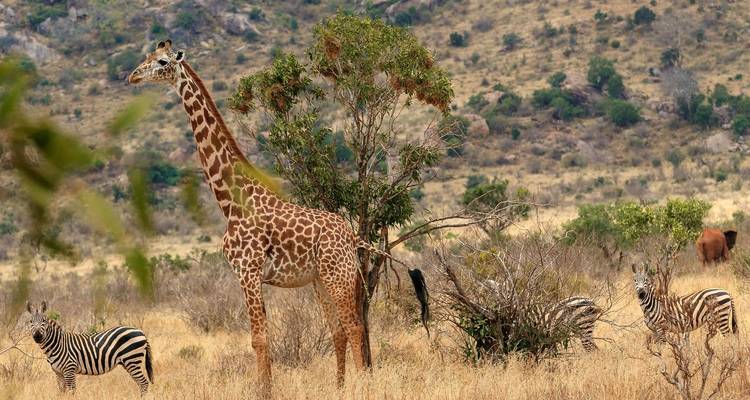 Kenia - 6 días de aventura cultural y safari - Bucket List Group Travel LLC 2