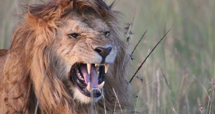 Safari de 7 días con los Cinco Grandes - Samson's Safaris 6