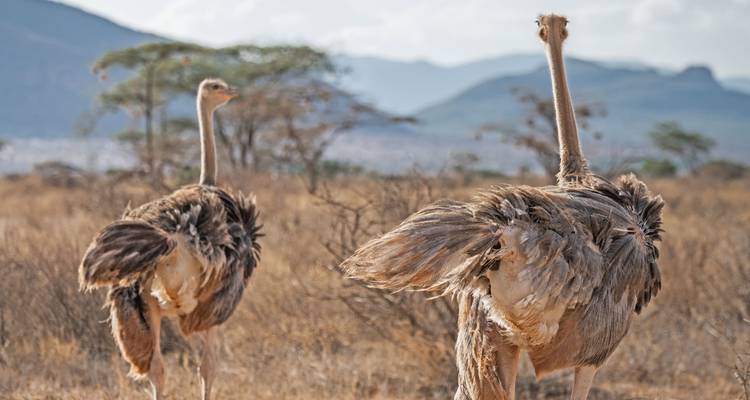 Safari de 7 días con los Cinco Grandes - Samson's Safaris 7