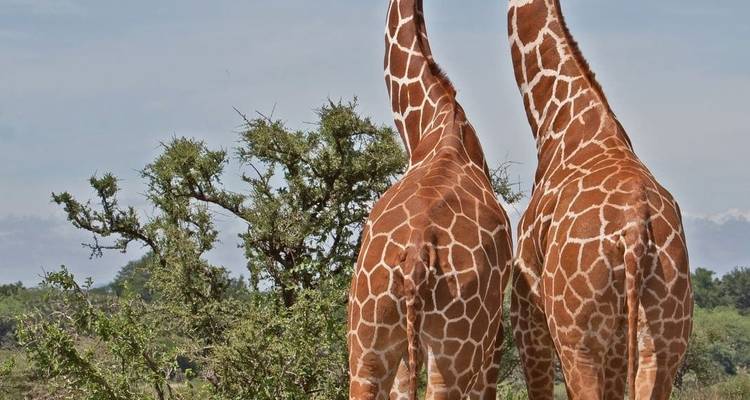 Safari de 7 días con los Cinco Grandes - Samson's Safaris 3