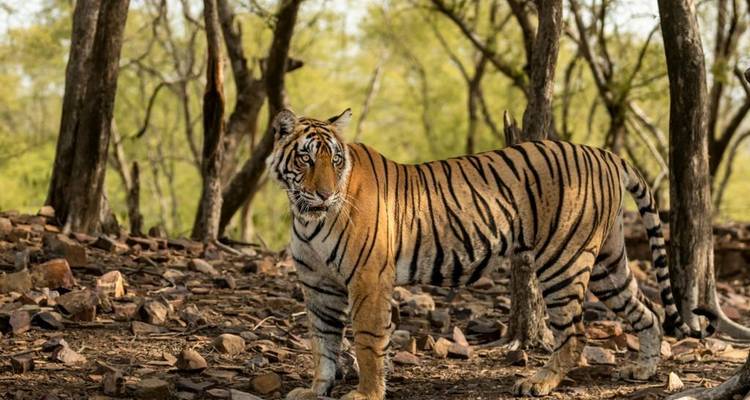 Een majestueuze tijger die in een bos staat.
