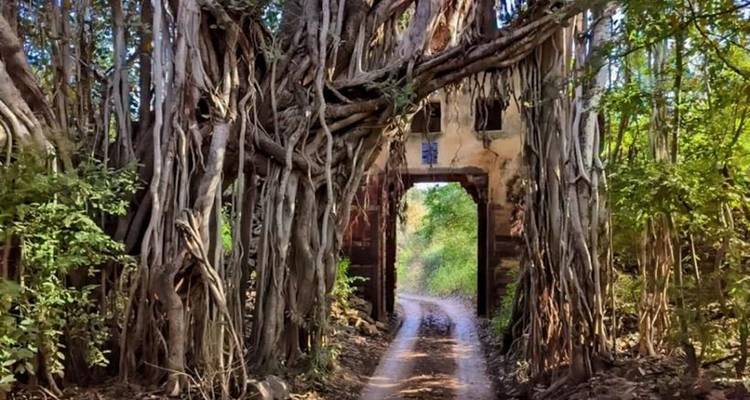 Een boog gevormd door boomwortels in een bos.