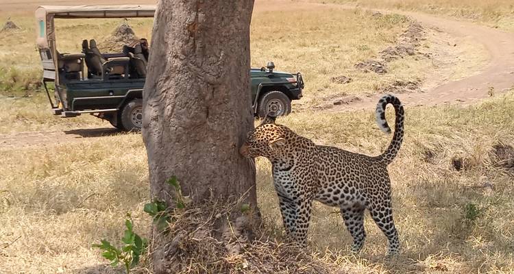 5 jours d'un safari incontournable au Kenya dans les sites emblématiques du Masai Mara et d'Amboseli - Ecovibe Millennials Safaris  4