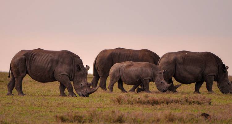5 jours d'un safari incontournable au Kenya dans les sites emblématiques du Masai Mara et d'Amboseli - Ecovibe Millennials Safaris  2