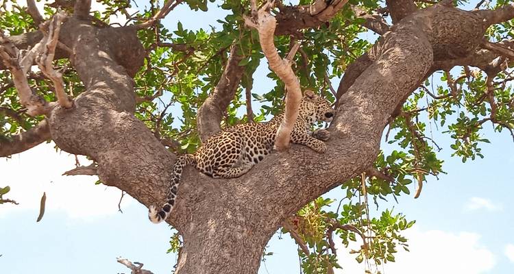 5 jours d'un safari incontournable au Kenya dans les sites emblématiques du Masai Mara et d'Amboseli - Ecovibe Millennials Safaris  1