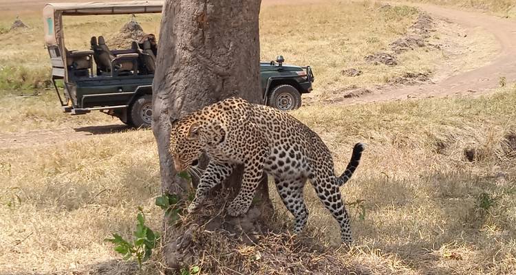 5 jours d'un safari incontournable au Kenya dans les sites emblématiques du Masai Mara et d'Amboseli - Ecovibe Millennials Safaris  3