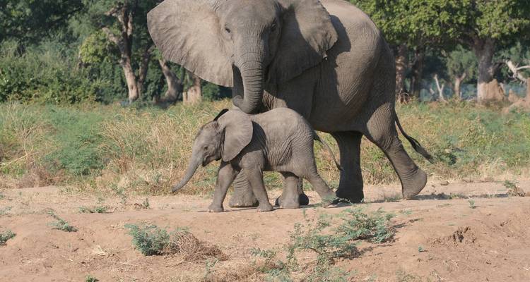 Zimbabwe - 5 jours - Chutes Victoria et parc national de Hwange - Bucket List Group Travel LLC 1