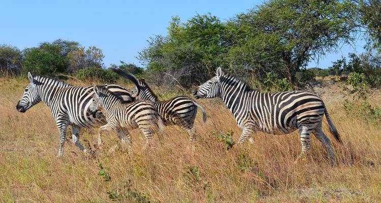 Zimbabwe - 5 jours - Chutes Victoria et parc national de Hwange - Bucket List Group Travel LLC 3