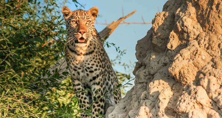 Zambie - Nambie - Botswana - Zimbabwe - 8 jours - 4 pays - Aventure et safari - Bucket List Group Travel LLC 4