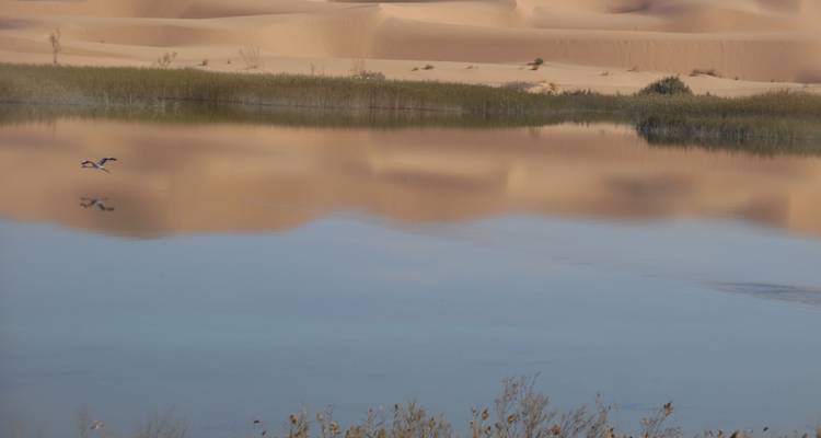 Reflet des dunes de sable dans un lac du désert avec de la végétation sur la rive.