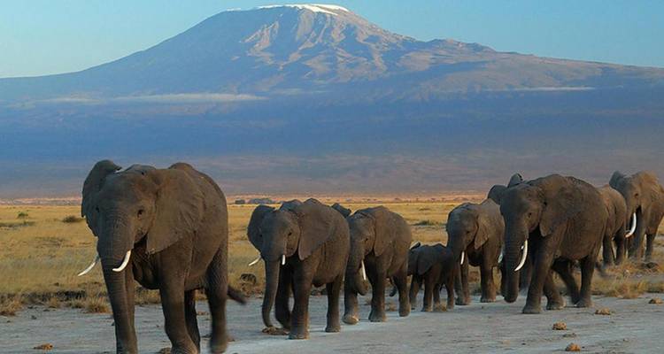 Safari de 7 días por la fauna de Kenia - Samson's Safaris 8