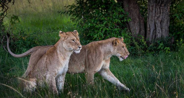 Safari ultime au Kenya - 15 jours - Samson's Safaris 6