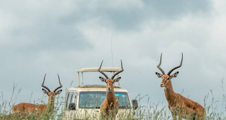 Safari de lujo de 15 días - Samson's Safaris 7