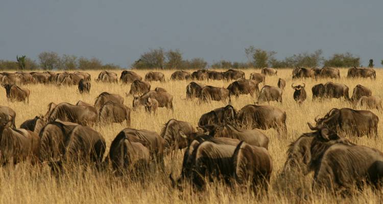 Safari en grupo de lujo de 11 días - Fechas de salida fijas - Samson's Safaris 3