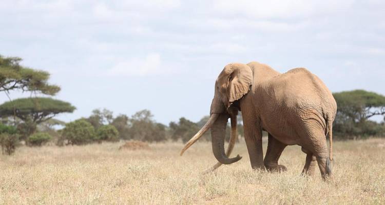 Safari en grupo de lujo de 11 días - Fechas de salida fijas - Samson's Safaris 4