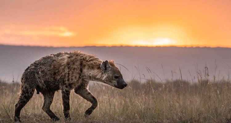 Safari en grupo de lujo de 11 días - Fechas de salida fijas - Samson's Safaris 7