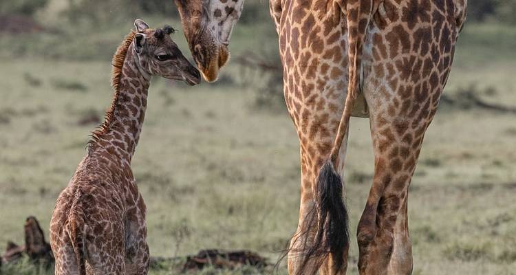 Safari en grupo de lujo de 11 días - Fechas de salida fijas - Samson's Safaris 9