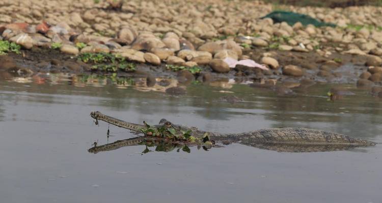 Parque Nacional de Chitwan - safari por la selva - Travel Corporation Nepal 1