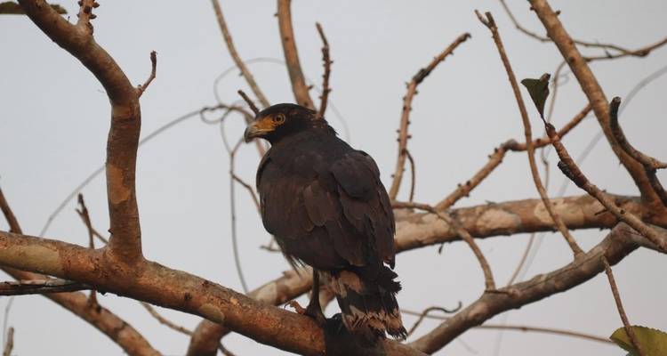 Parque Nacional de Chitwan - safari por la selva - Travel Corporation Nepal 2