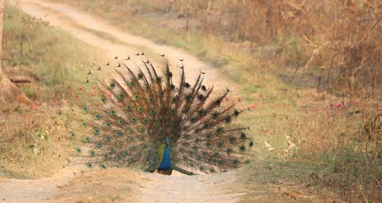 Parque Nacional de Chitwan - safari por la selva - Travel Corporation Nepal 3