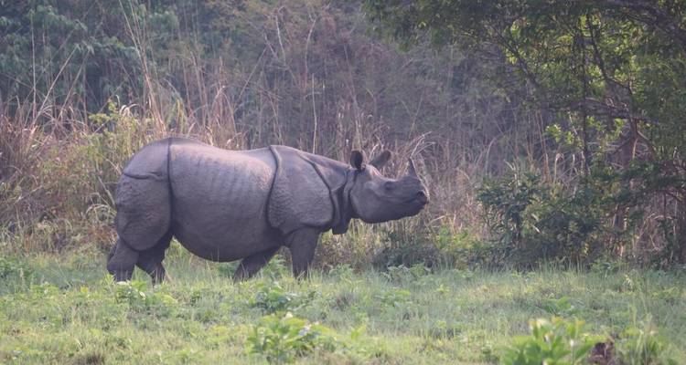 Parque Nacional de Chitwan - safari por la selva - Travel Corporation Nepal 4