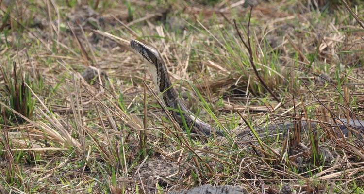 Parque Nacional de Chitwan - safari por la selva - Travel Corporation Nepal 6