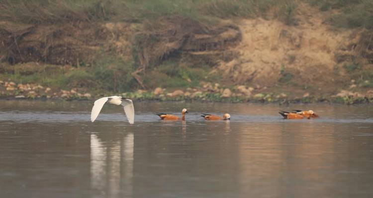 Parque Nacional de Chitwan - safari por la selva - Travel Corporation Nepal 7