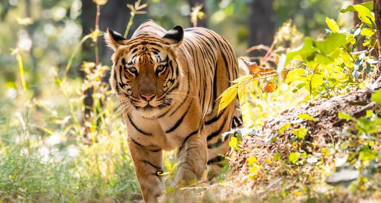 Tigre de Bengala merodeando por la maleza del bosque salpicada de luz solar