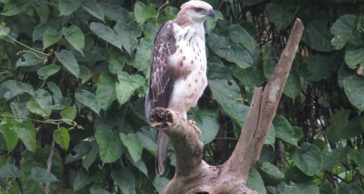 Ulu Muda: Una cita con la naturaleza - Asian Overland Services Tours & Travel  9
