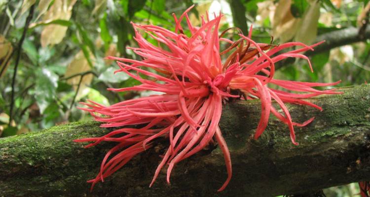 Ulu Muda: Una cita con la naturaleza - Asian Overland Services Tours & Travel  10