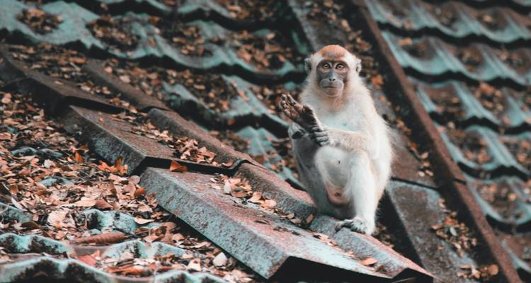Une expérience dans la jungle de Taman Negara - 3 jours/ 2 nuits - Asian Overland Services Tours & Travel  3