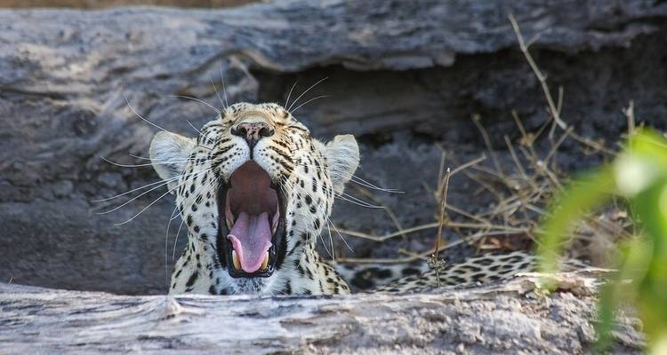Southern Explorer - Absolute Africa 10