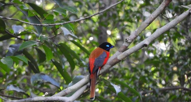 Rompin Rainforest Explorer - Asian Overland Services Tours & Travel  1