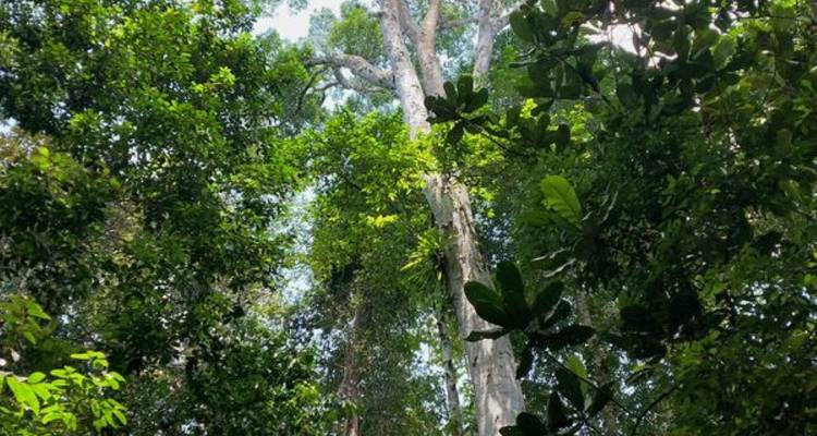 Rompin Rainforest Explorer - Asian Overland Services Tours & Travel  3