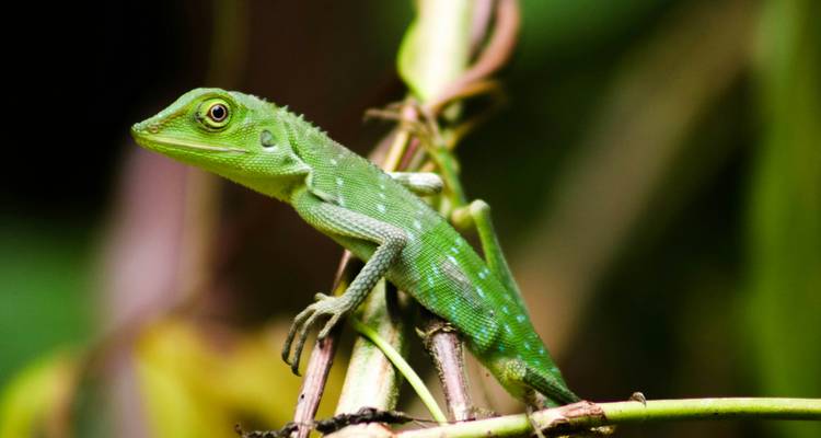 Splendours of Borneo: Kota Kinabalu to Kuching - Asian Overland Services Tours & Travel  3