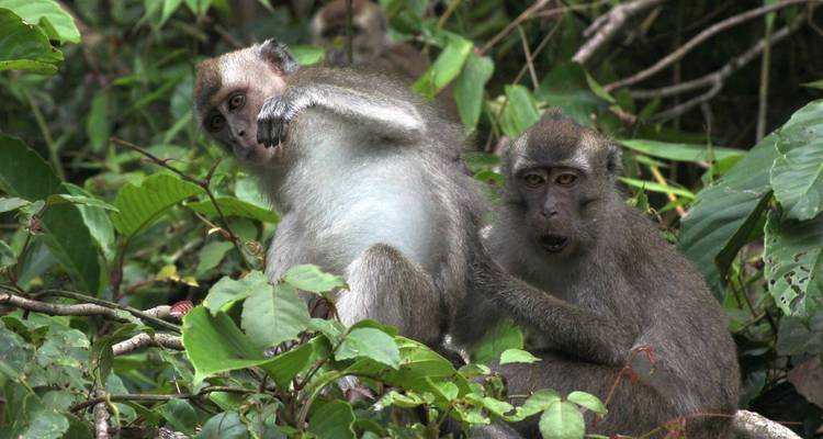 Enchanting Borneo - Asian Overland Services Tours & Travel  4