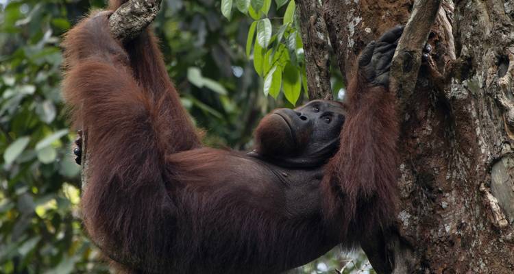 Sarawak Secrets with Santubong Mangrove Cruise - Asian Overland Services Tours & Travel  1