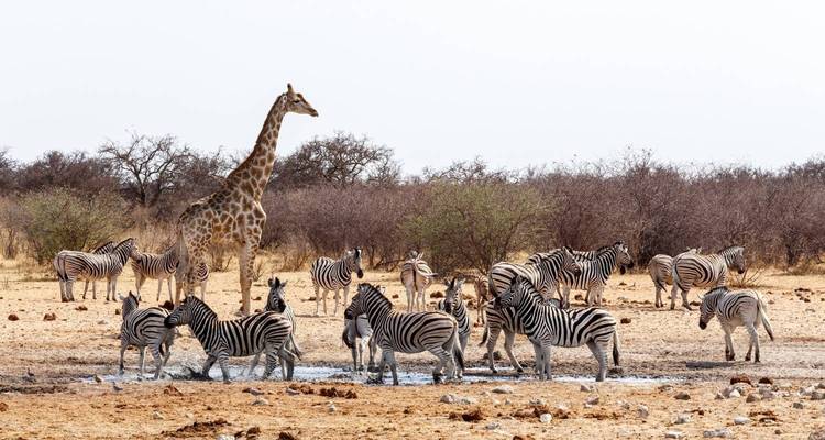 Les points forts de la Namibie - Local Safaris 2