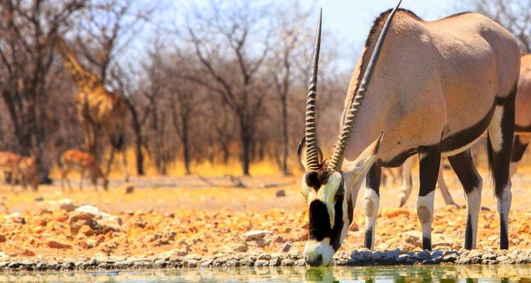 Les points forts de la Namibie - Local Safaris 6