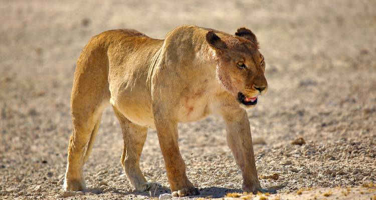 5 días Sossusvlei, Swakopmund y alojamiento en el Parque Nacional Etosha - Discovery Transfers and Tours 1