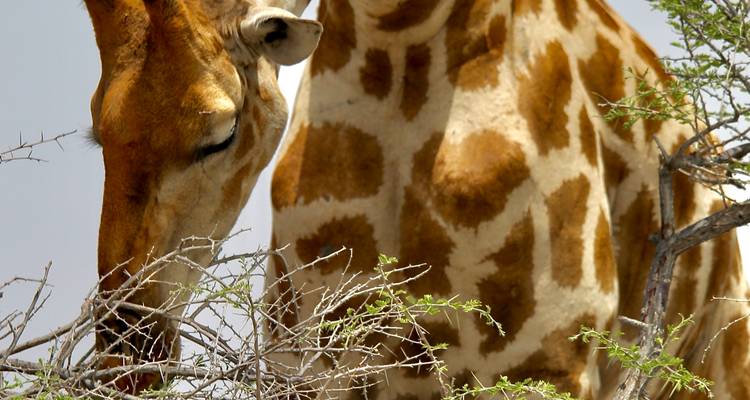 5 días Sossusvlei, Swakopmund y alojamiento en el Parque Nacional Etosha - Discovery Transfers and Tours 2